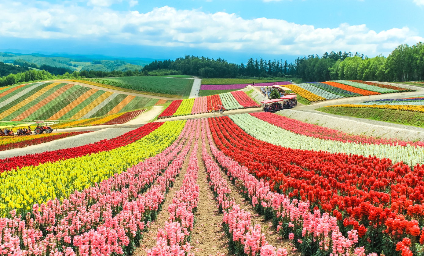 ทัวร์ญี่ปุ่น ฮอกไกโด โอตารุ สวนดอกไม้ชิคิไซโนะโอกะ น้ำตกชิโรฮิเงะ คลองโอตารุ นิงเกิ้ลเทอเรส อิสระเต็มวัน